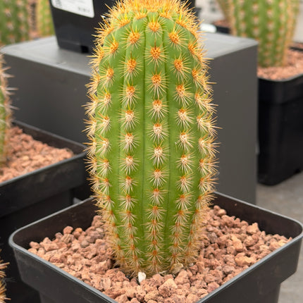 Haageocereus acranthus