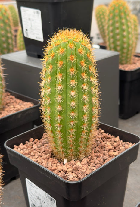 Haageocereus acranthus