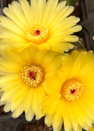 Notocactus ottonis var. rubispinus