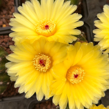 Notocactus ottonis var. rubispinus