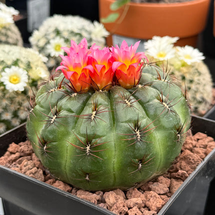 Peruvian oroya 'Andahuayias'