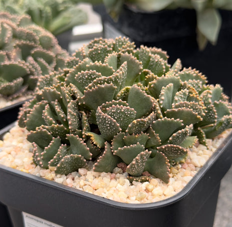 Aloinopsis malherbi
