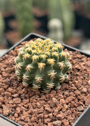 Pygmaeocereus bieblii