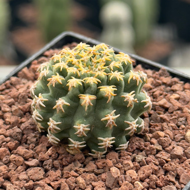 Pygmaeocereus bieblii