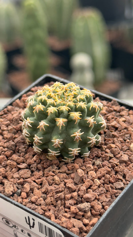 Pygmaeocereus bieblii