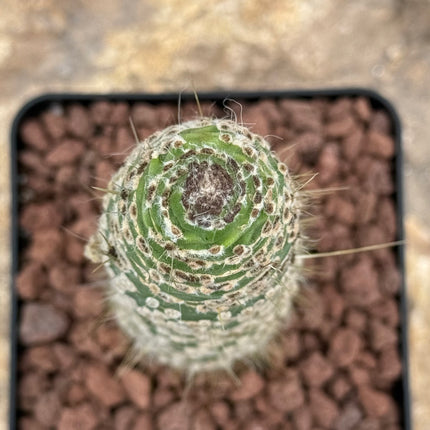 Cleistocactus jujuyensis var. monstruosa