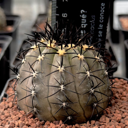 Copiapoa cinerea