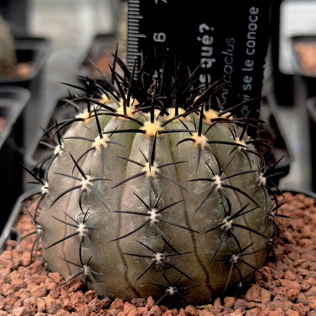 Copiapoa cinerea