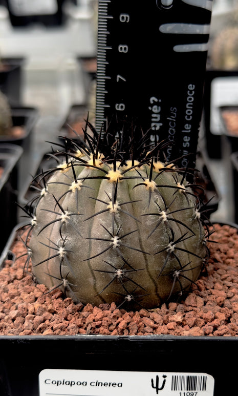 Copiapoa cinerea