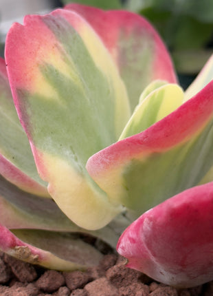 Kalanchoe thyrsiflora f. variegata