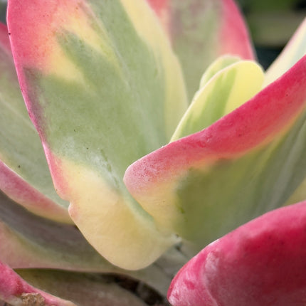 Kalanchoe thyrsiflora f. variegada