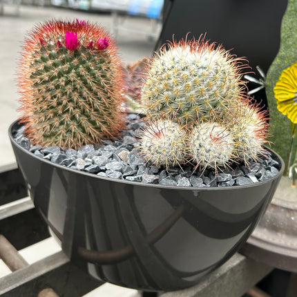 Cactus Composition #12