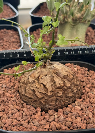 Dioscorea elephantipes “Planta Tortuga”