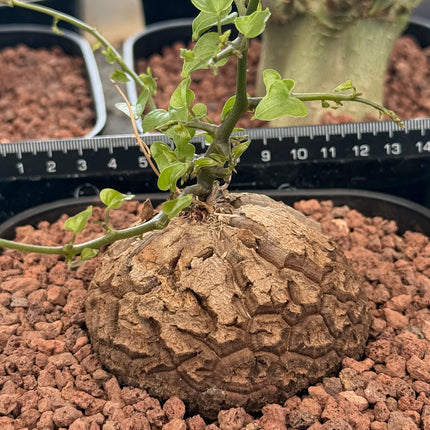Dioscorea elephantipes “Planta Tortuga”