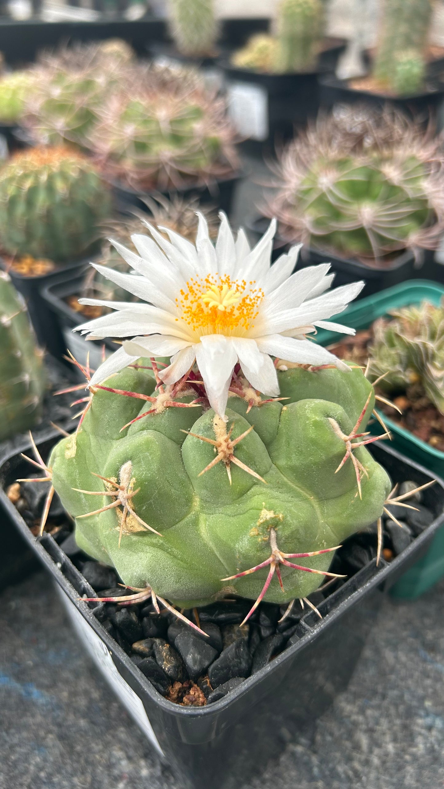 Thelocactus hexaedrophorus