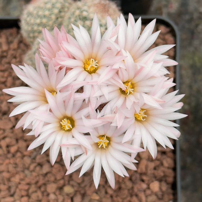 Escobaria sneedii var. leei