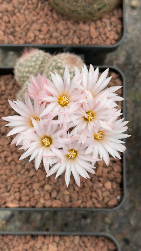 Escobaria sneedii var. leei
