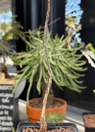 Bursera hindsiana