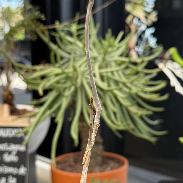 Bursera hindsiana