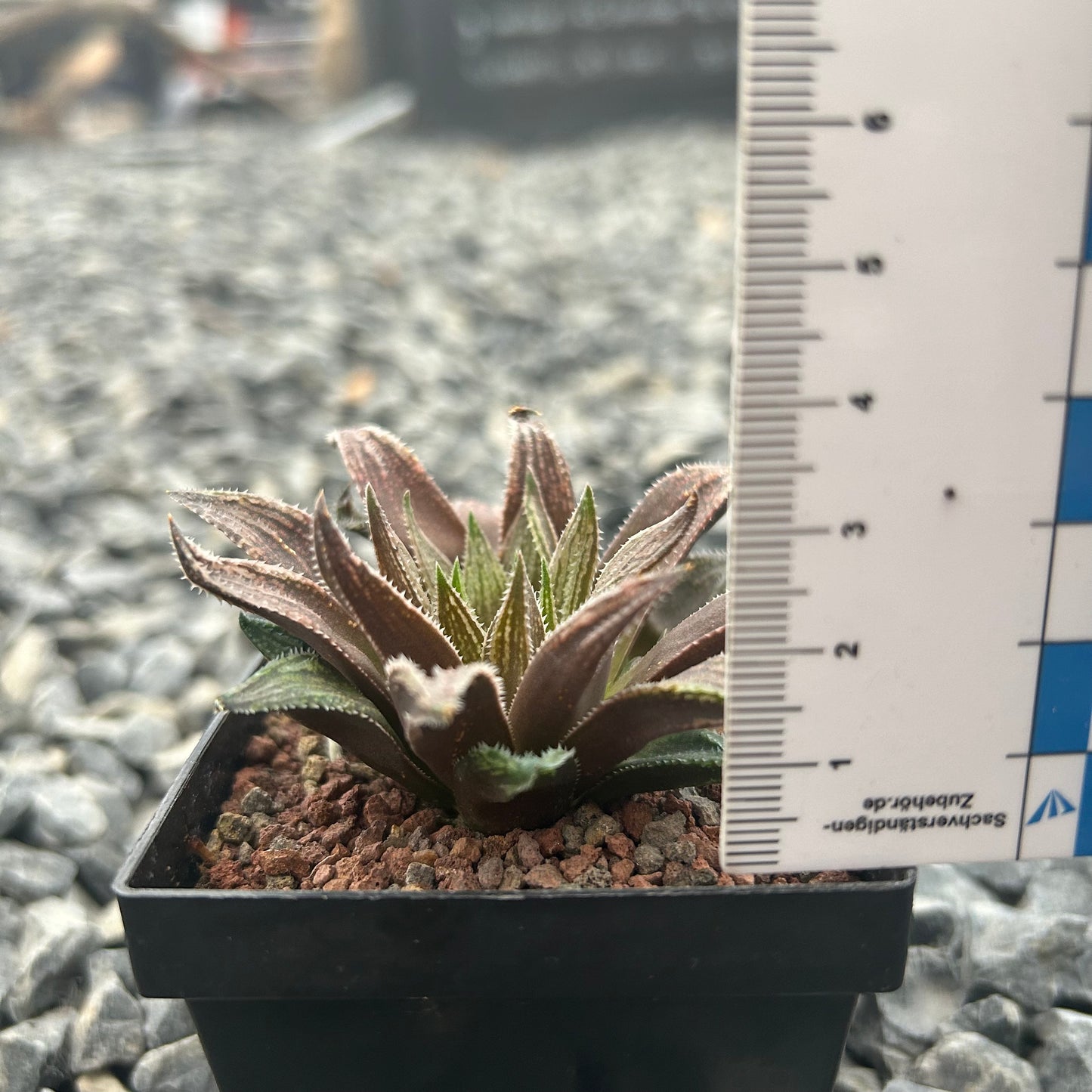 Haworthia marumiana var. viridis