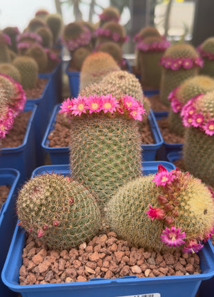 Mammillaria spinosissima var. pilcayensis