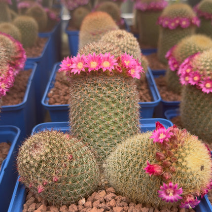 Mammillaria spinosissima var. pilcayensis