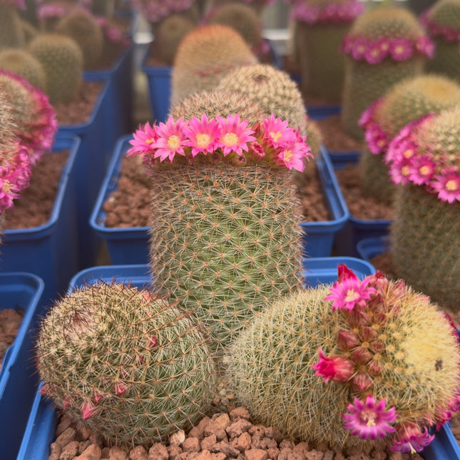Mammillaria spinosissima var. pilcayensis