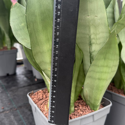 dracaena moonshine Dracaena (Sansevieria) 'Moonshine' – DesertSTORE.es