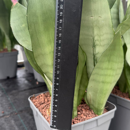 Dracaena (Sansevieria) 'Moonshine'