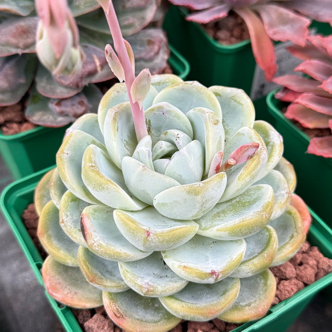 Echeveria ‘Jade Butterfly’