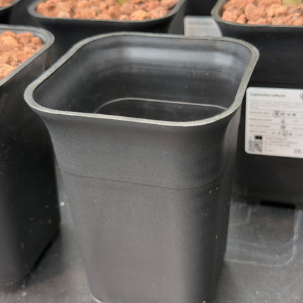 Pack macetas ELITE napiforme 5uds