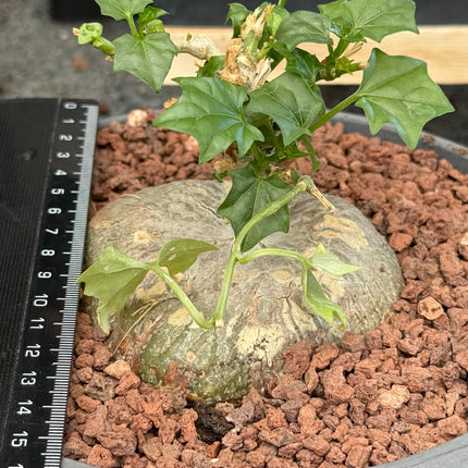 Gerrardanthus macrorhizus