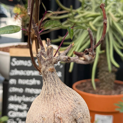 Petopentia natalensis