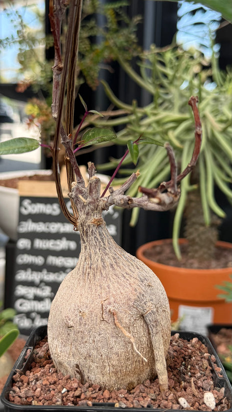 Petopentia natalensis