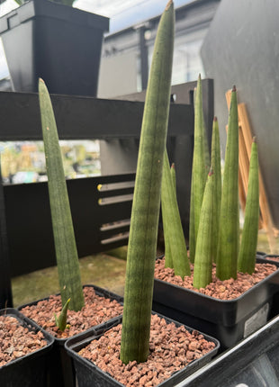 Dracaena (Sansevieria) cylindrica 'Straight'