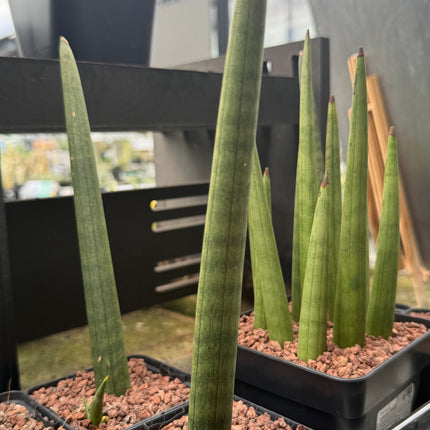 Dracaena (Sansevieria) cylindrica 'Straight'