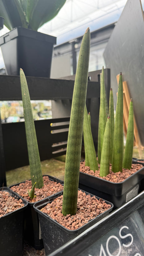 Dracaena (Sansevieria) cylindrica 'Straight'