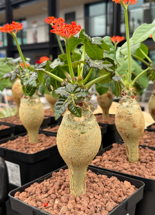 Jatropha podagrica “Pancita de Buda”