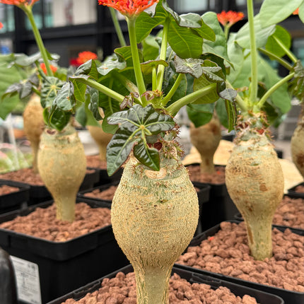 Jatropha podagrica “Pancita de Buda”