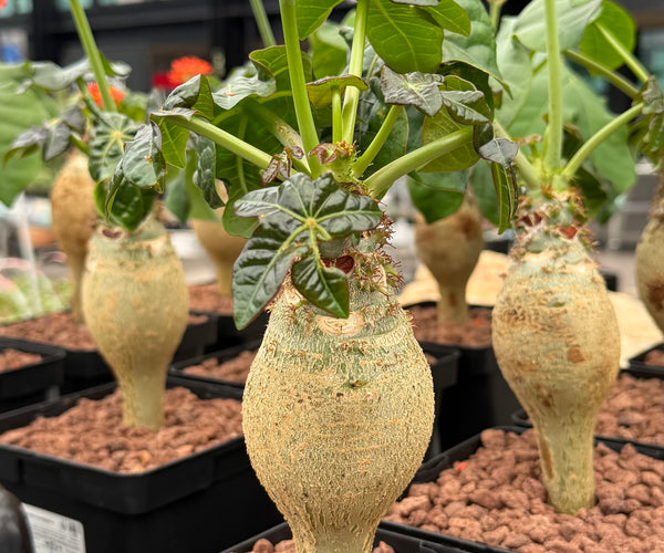 Jatropha podagrica “Buddha Belly” – DesertSTORE.es