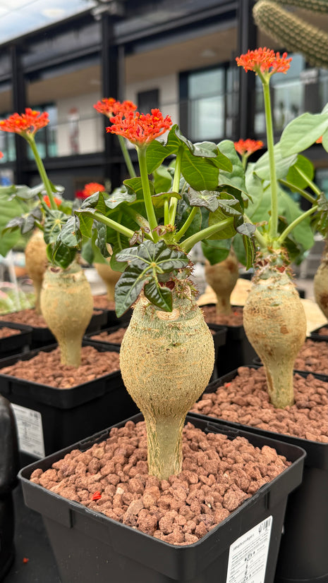 Jatropha podagrica “Pancita de Buda”