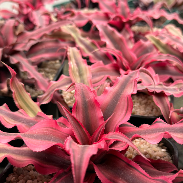 Cryptanthus bivittatus 'Red Star'