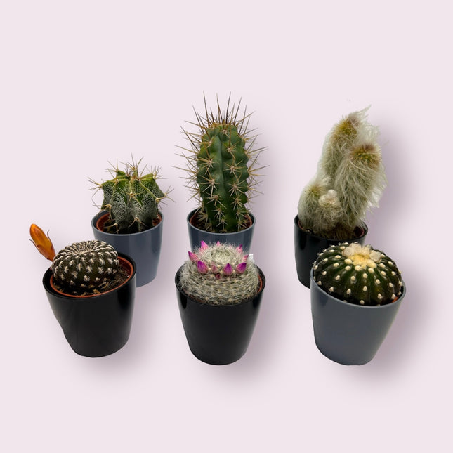 CACTUS PARA EVENTOS