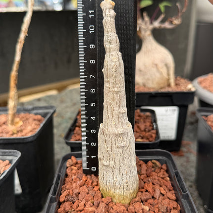 Coccinia mildbraedii