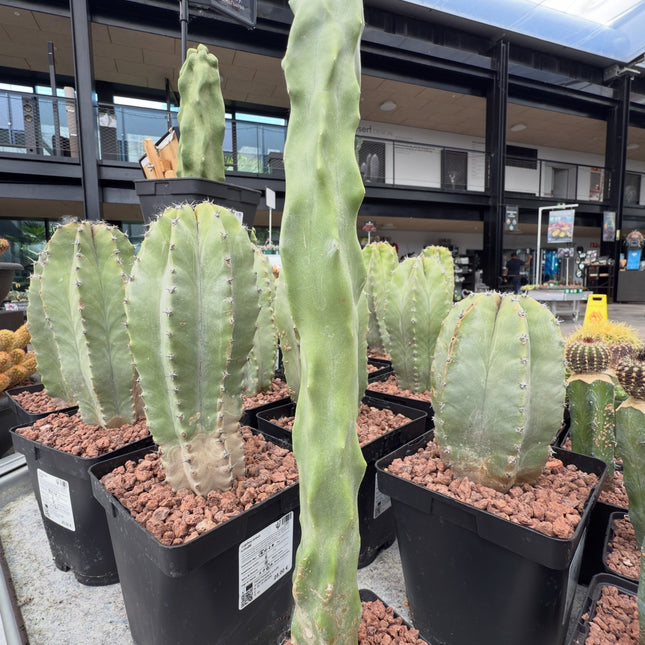 Lophocereus schottii monstruosa f. Slim
