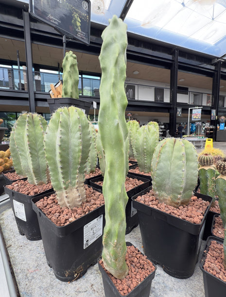Lophocereus schottii monstruosa f. Slim