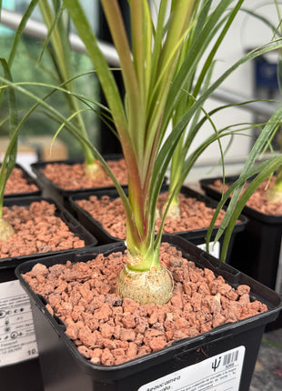 Beaucarnea recurvata “Pata de Elefante”