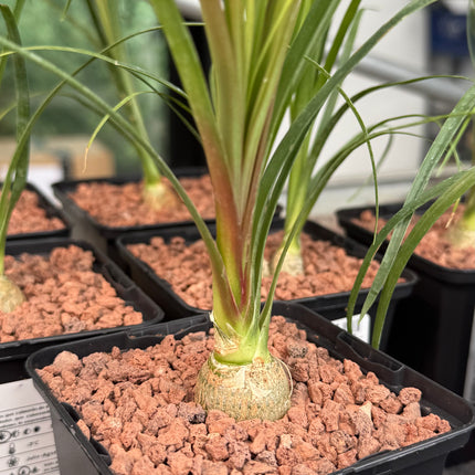 Beaucarnea recurvata “Pata de Elefante”