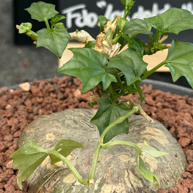 Gerrardanthus macrorhizus