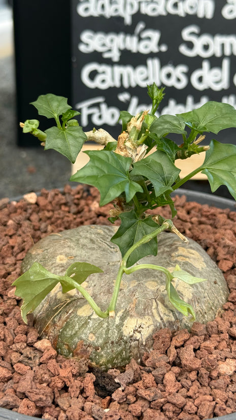 Gerrardanthus macrorhizus